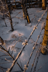 Frost Covered Barbed Wire Fence