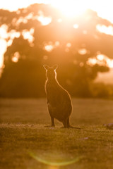 A western grey kangaroo, Macropus fuliginosus, subspecies Kangaroo Island kangaroo, standing in sunset light. © JAK