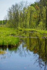 Fototapeta na wymiar Marsh pond in the forest
