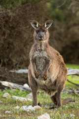 A western grey kangaroo. Macropus fuliginosus, subspecies Kangaroo Island kangaroo, standing in the grass.