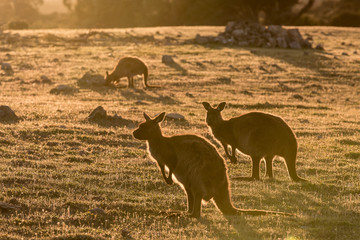 Western grey kangaroos, Macropus fuliginosus, subspecies Kangaroo Island kangaroo, in the grass in sunset light. © JAK