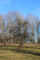 Lonely tree in the middle of field 