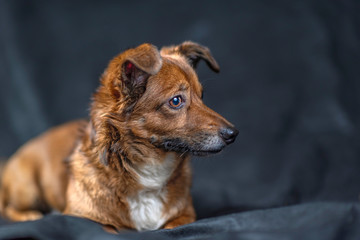 Portrait of a stray dog in a photo studio.