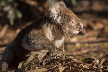 A large male koala, Phascolarctos cinereus, walking through eucalyptus brush on the ground.