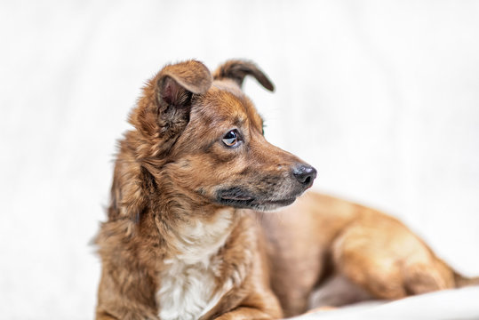 Portrait of a stray dog in a photo studio.