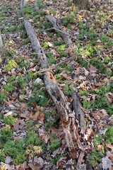 Crowsfoot growing in the forest
