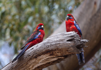 A pair of crimson rosellas, Platycercus elegans, on a broken branch.