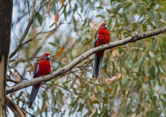 A pair of crimson rosellas, Platycercus elegans, on a branch.