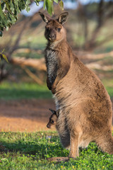 A western grey kangaroo with joey looking out of the pouch, Macropus fuliginosus, subspecies Kangaroo Island kangaroo.