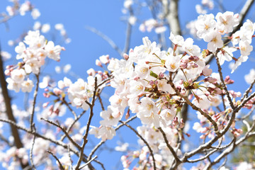 日本の桜