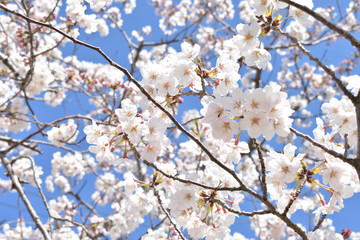 日本の桜