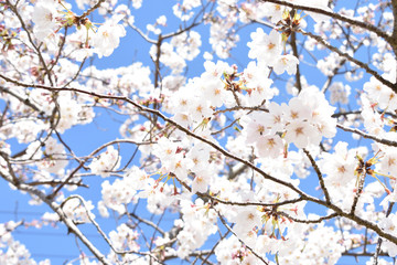 日本の桜