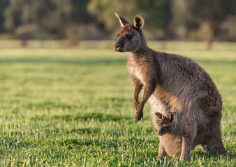 Foto op Plexiglas Een westelijke grijze kangoeroe met joey die uit de buidel kijkt, Macropus fuliginosus, ondersoort Kangaroo Island-kangoeroe. © JAK