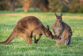 A western grey kangaroo with joey looking out of the pouch and male smelling the baby, Macropus fuliginosus, subspecies Kangaroo Island kangaroo. © JAK