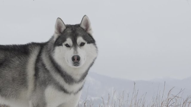 Husky. Siberian Husky looking like a wolf. Wolf. Husky in the nature. Husky portrait against the background of a winter landscape. Husky in the winter.