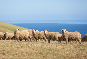 A herd of sheep grazing along the coastline.