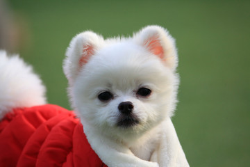 Happy puppies in a private playground