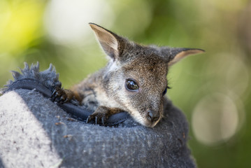 A rescued tammar wallaby, Macropus eugenii, in a fabric patch. - obrazy, fototapety, plakaty