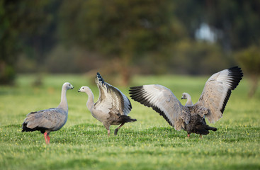 Cape Barren Geese, Cereopsis novaehollandiae, in the grass.
