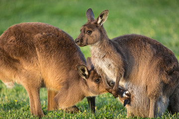 Naklejka na ściany i meble A western grey kangaroo with joey looking out of the pouch and male smelling the baby, Macropus fuliginosus, subspecies Kangaroo Island kangaroo.