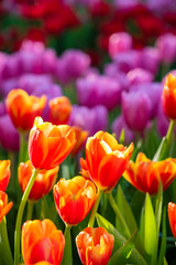 Obraz premium Kwiat tulipana