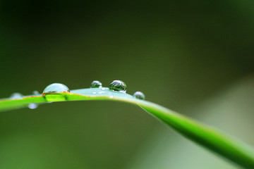 morning dew drops on green grass leaves