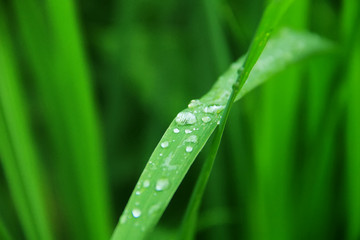 morning dew drops on green grass leaves
