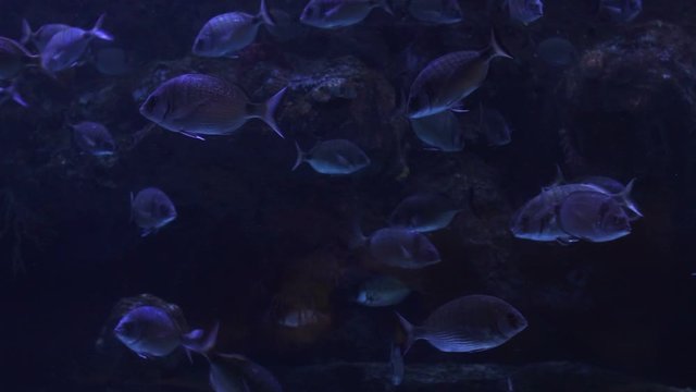 Beautiful colorful fish swim in the aquarium among corals, underwater marine world. Slow motion.