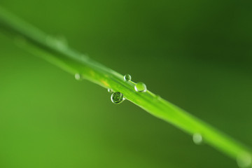 morning dew drops on green grass leaves