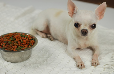 White short hair chihuahua dog lying down on white cloth with dog food bowl beside her