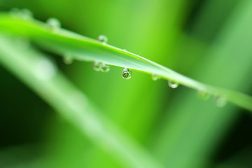morning dew drops on green grass leaves