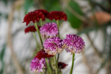 Beautiful Flowers full of colors from Costa Rica 