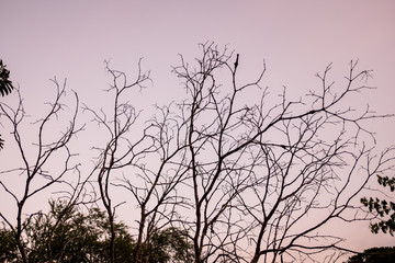 The silhouette of the tree with sunset.