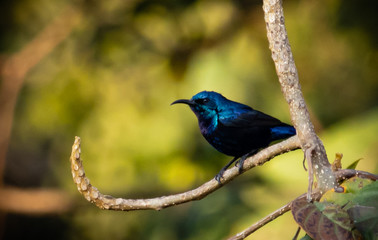 Purple Sunbird on tree branch