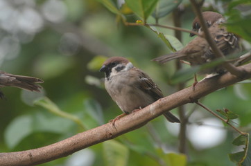 little sparrow