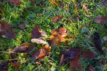 frozen winter leaves