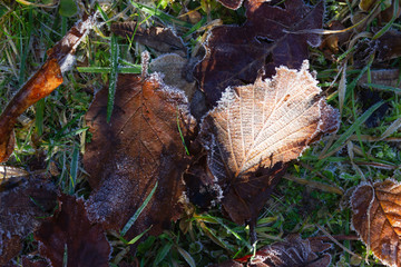 frozen winter leaves