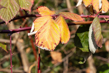 frozen winter leaves