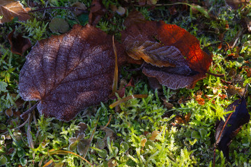 frozen winter leaves