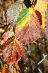 frozen winter leaves