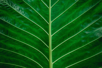 abstract green leaves texture, nature background, dark tone wallpaper