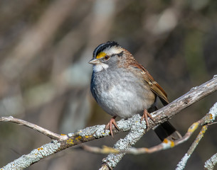 White-crowned Sparrow