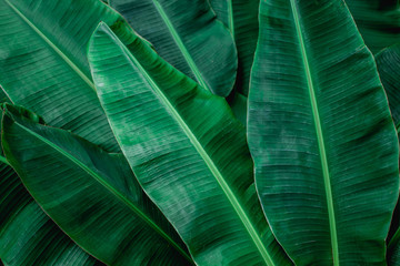 tropical banana leaf texture in garden, abstract green leaf, large palm foliage nature dark green background