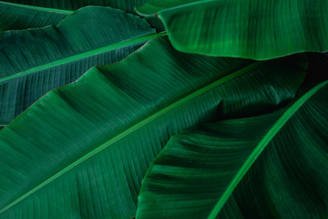 tropical banana leaf texture in garden, abstract green leaf, large palm foliage nature dark green background