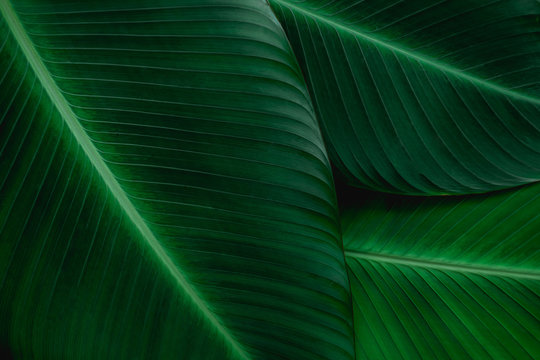Fototapeta tropical banana leaf texture in garden, abstract green leaf, large palm foliage nature dark green background