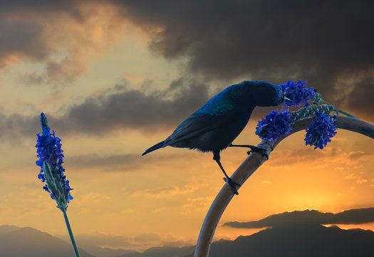 Palestine sunbird, scientific name is Cinnyris osea or Nectarinia osea