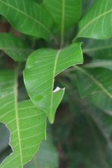 Green leaves are eaten by caterpillars