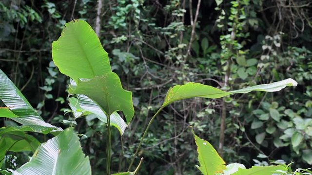 Big Jungle Leaves in Breeze