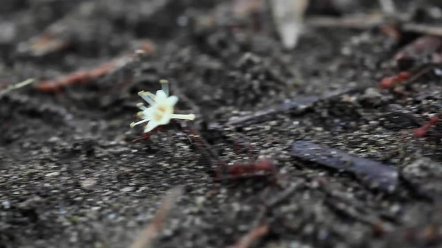 Leaf-cutter Ants Carrying Flowers