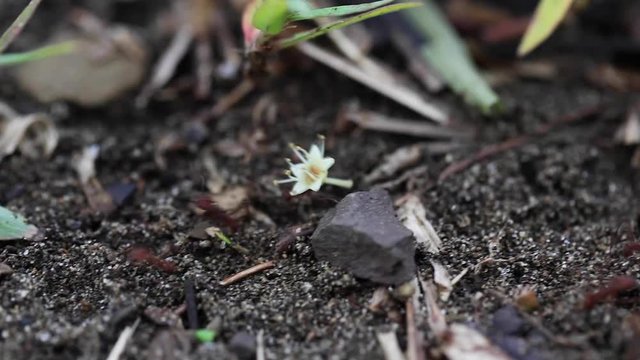 Leaf-cutter Ants Carrying Flowers